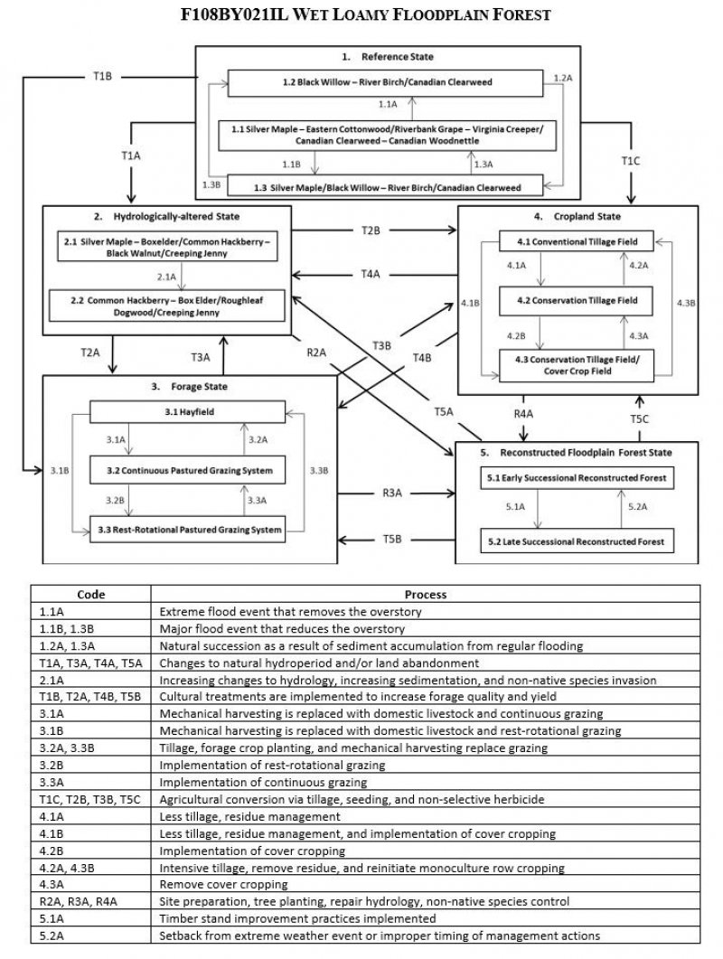 Model diagram