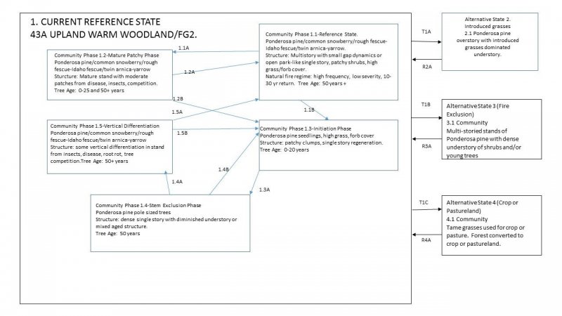 Model diagram