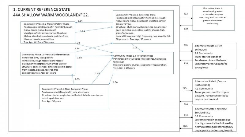 Model diagram