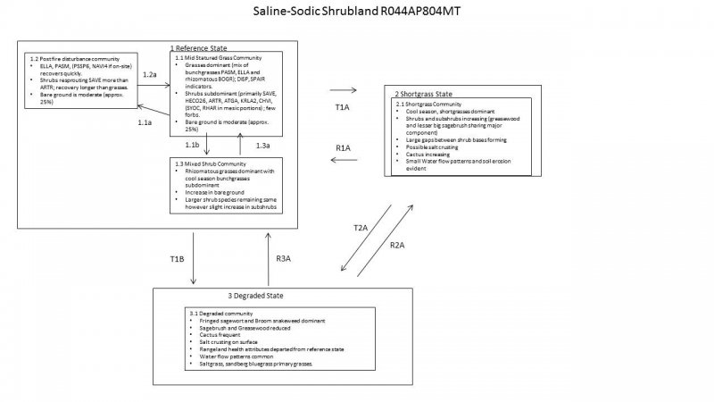 Model diagram
