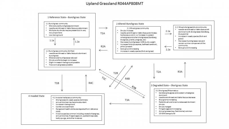 Model diagram