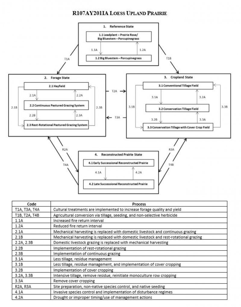 Model diagram