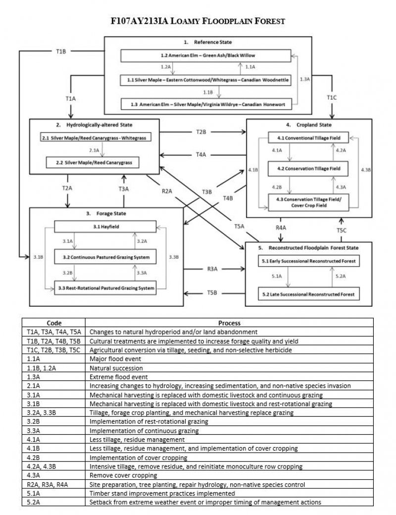 Model diagram