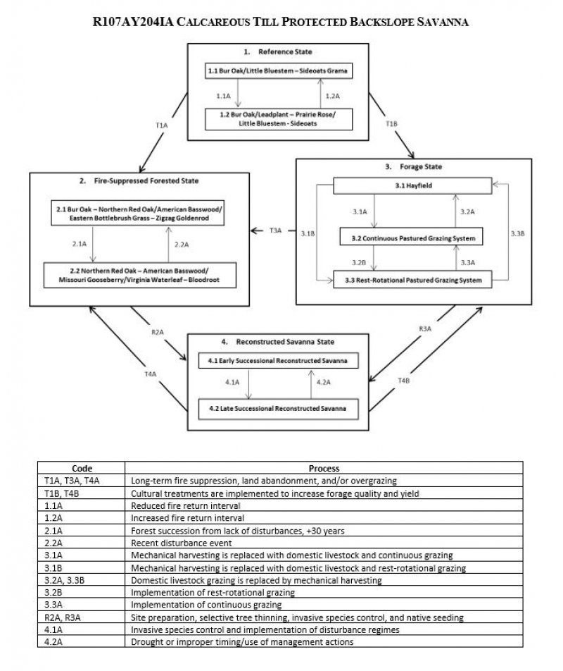 Model diagram