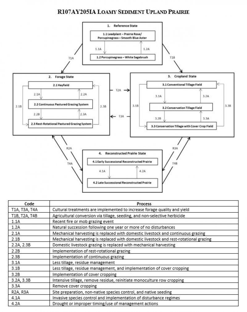 Model diagram