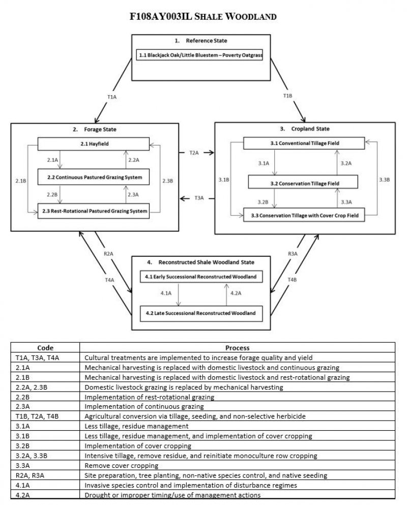 Model diagram