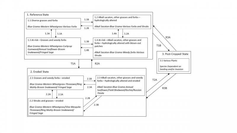 Model diagram