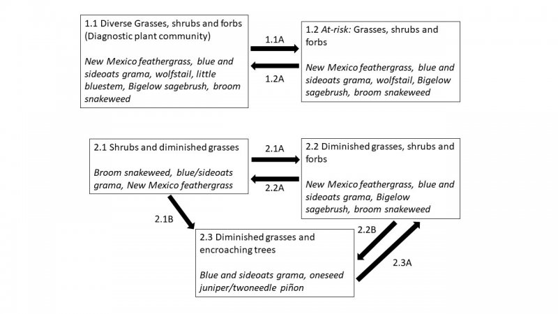 Model diagram