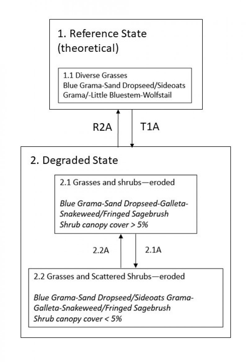 Model diagram