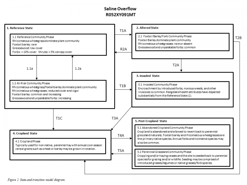 Model diagram