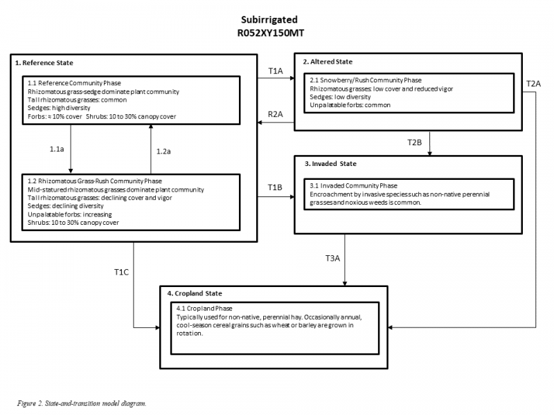 Model diagram