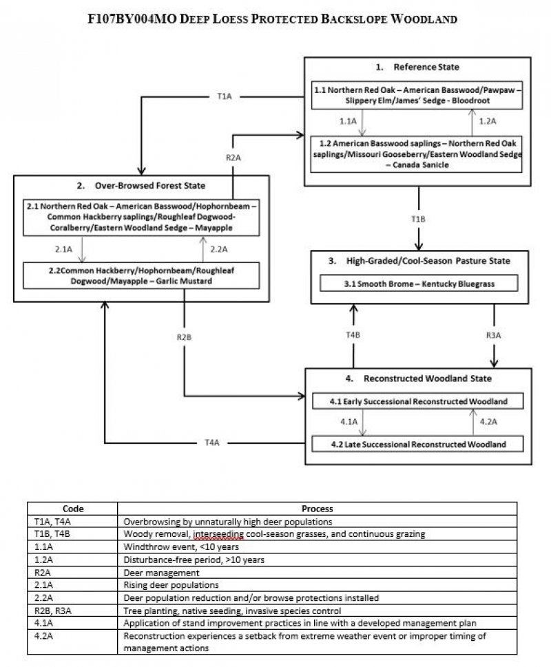 Model diagram