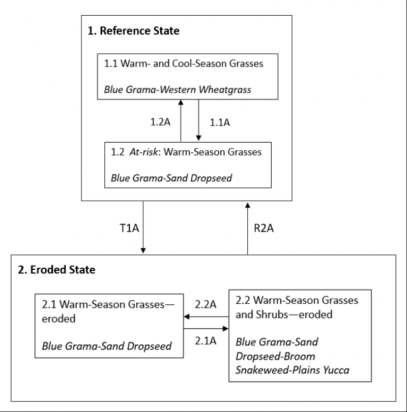 Model diagram