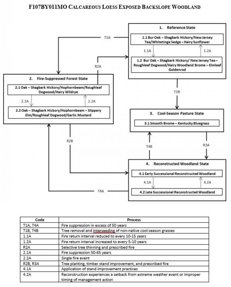 Model diagram