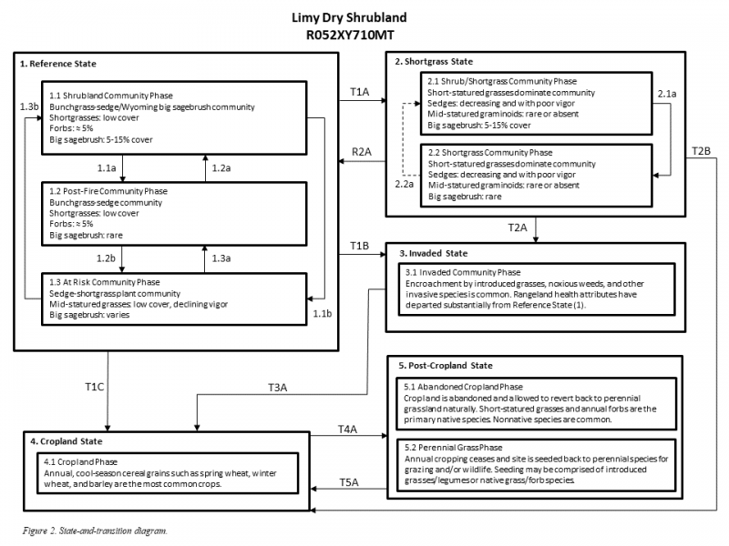 Model diagram