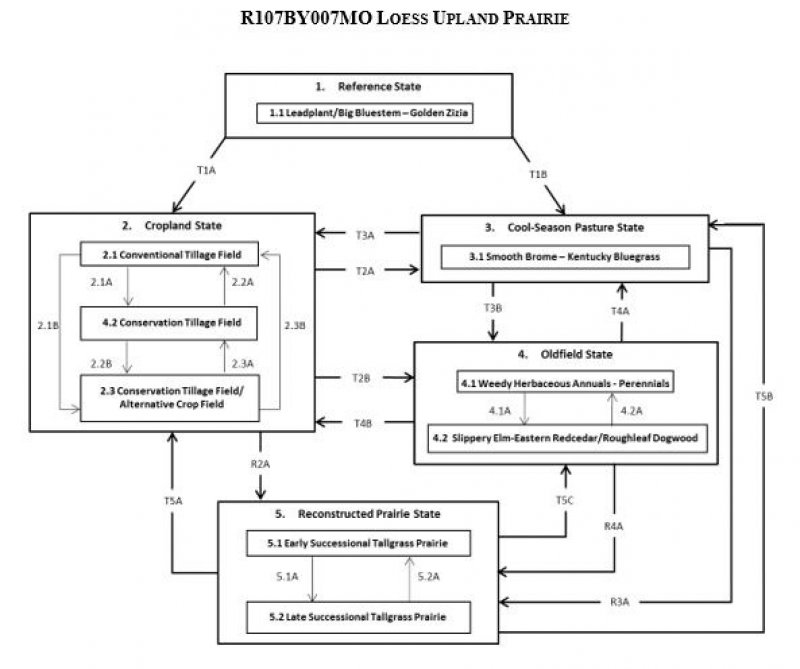 Model diagram