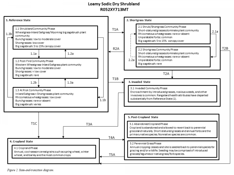 Model diagram