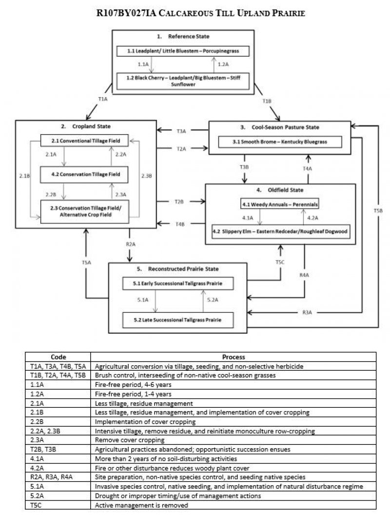 Model diagram