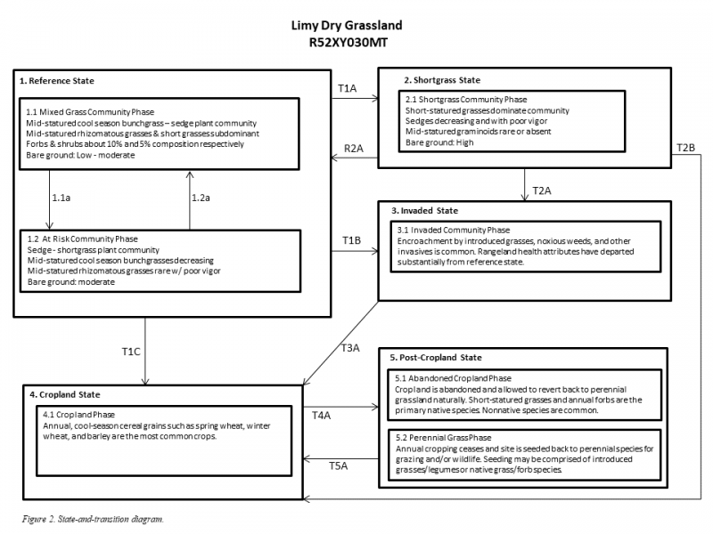 Model diagram