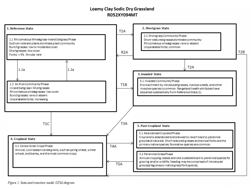 Model diagram