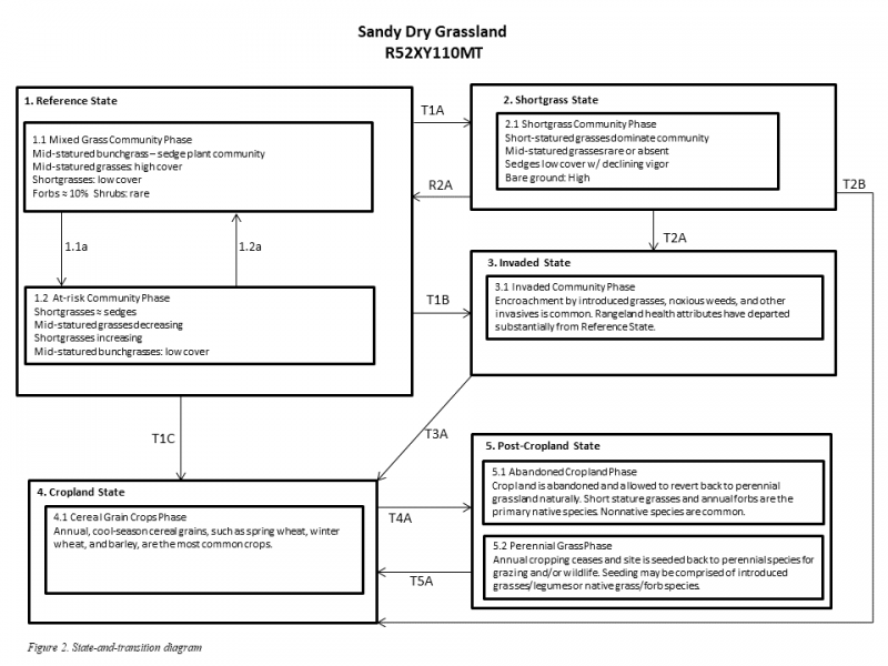 Model diagram