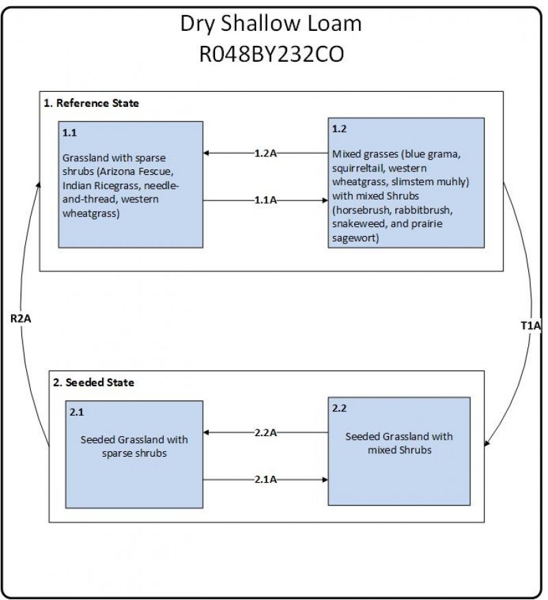 Model diagram