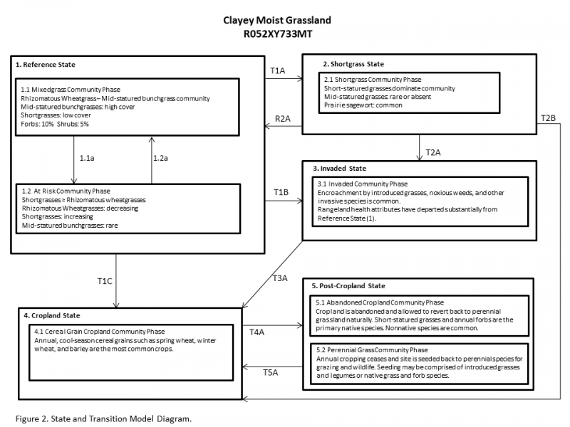 Model diagram