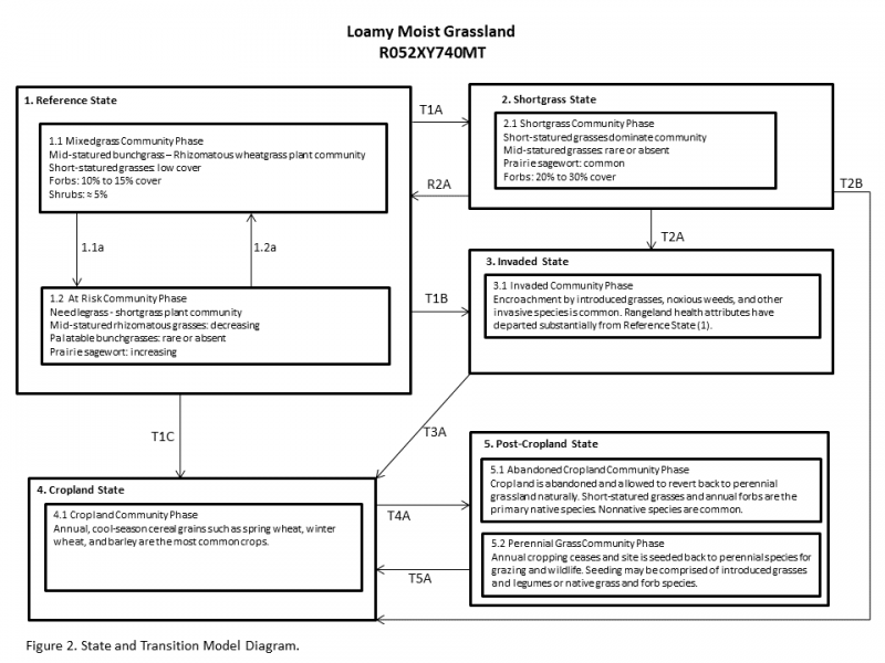 Model diagram