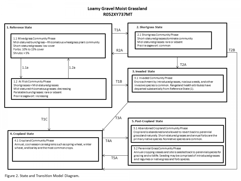 Model diagram