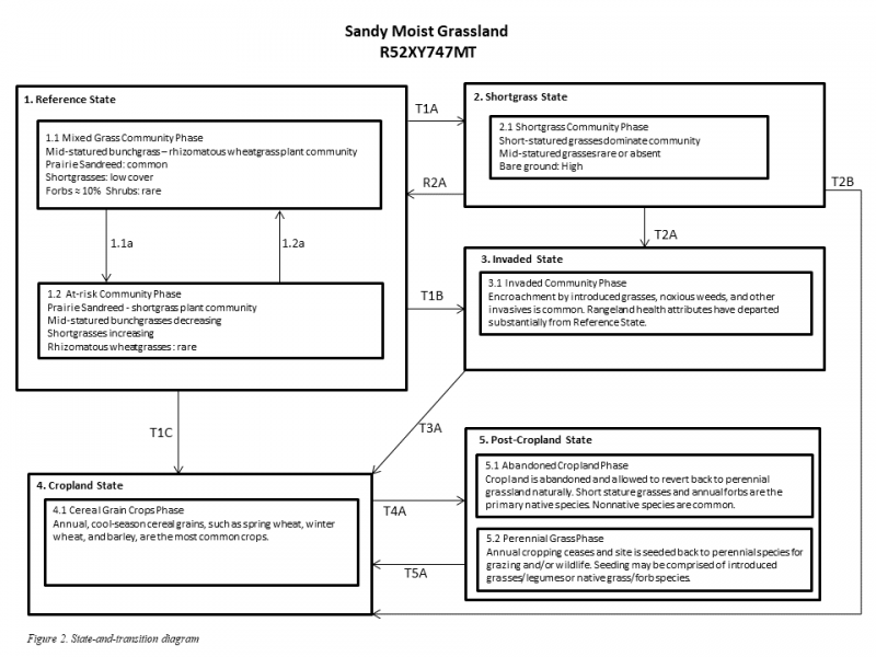 Model diagram
