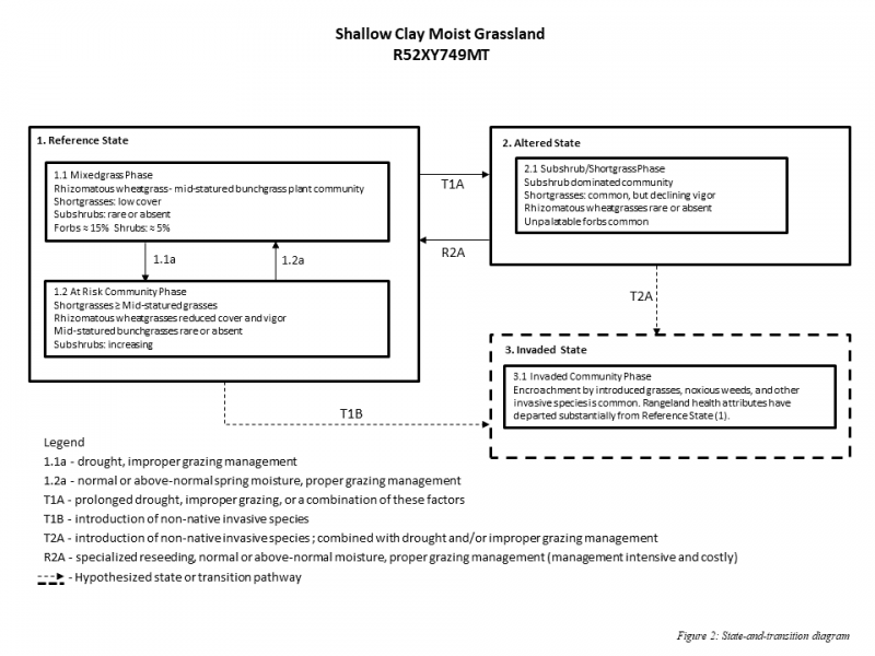 Model diagram