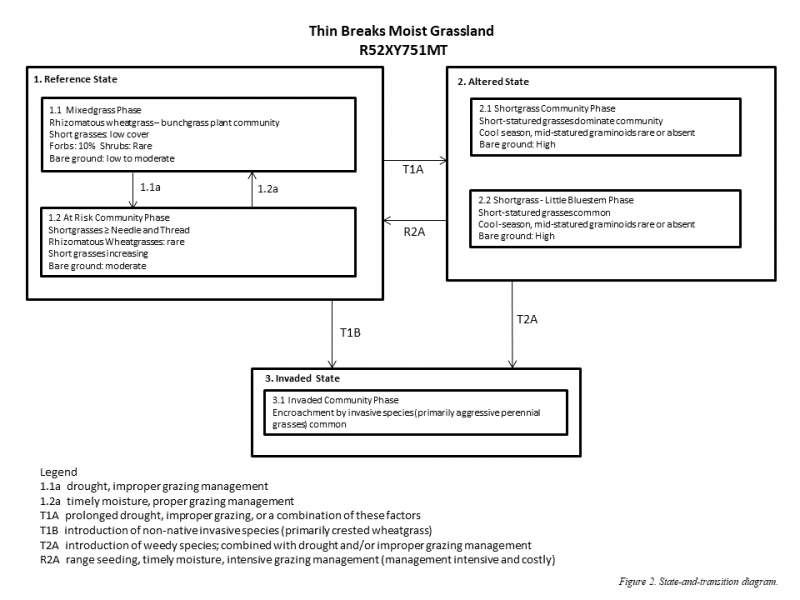 Model diagram