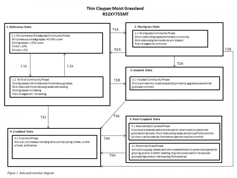 Model diagram