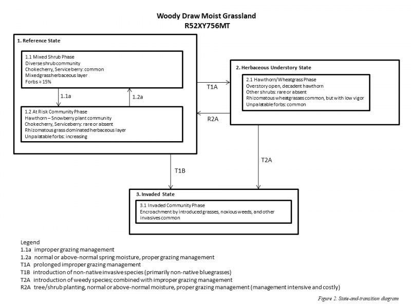 Model diagram