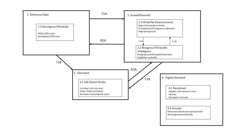 Model diagram