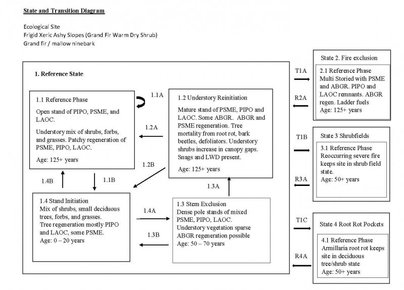 Model diagram