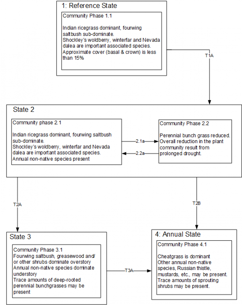 Model diagram