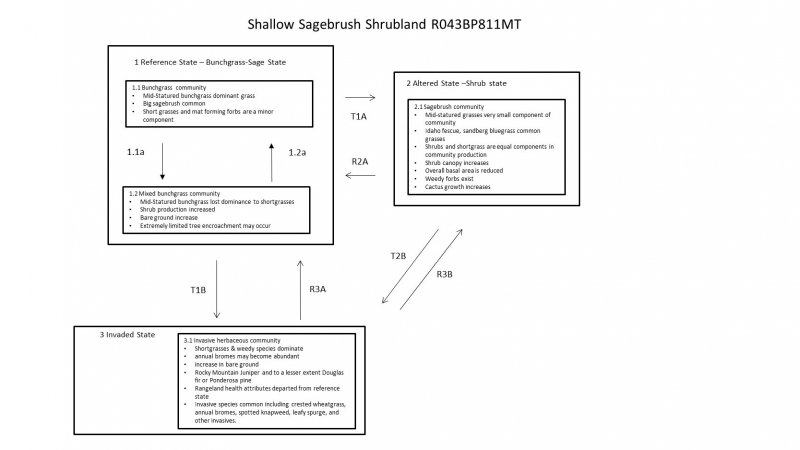 Model diagram