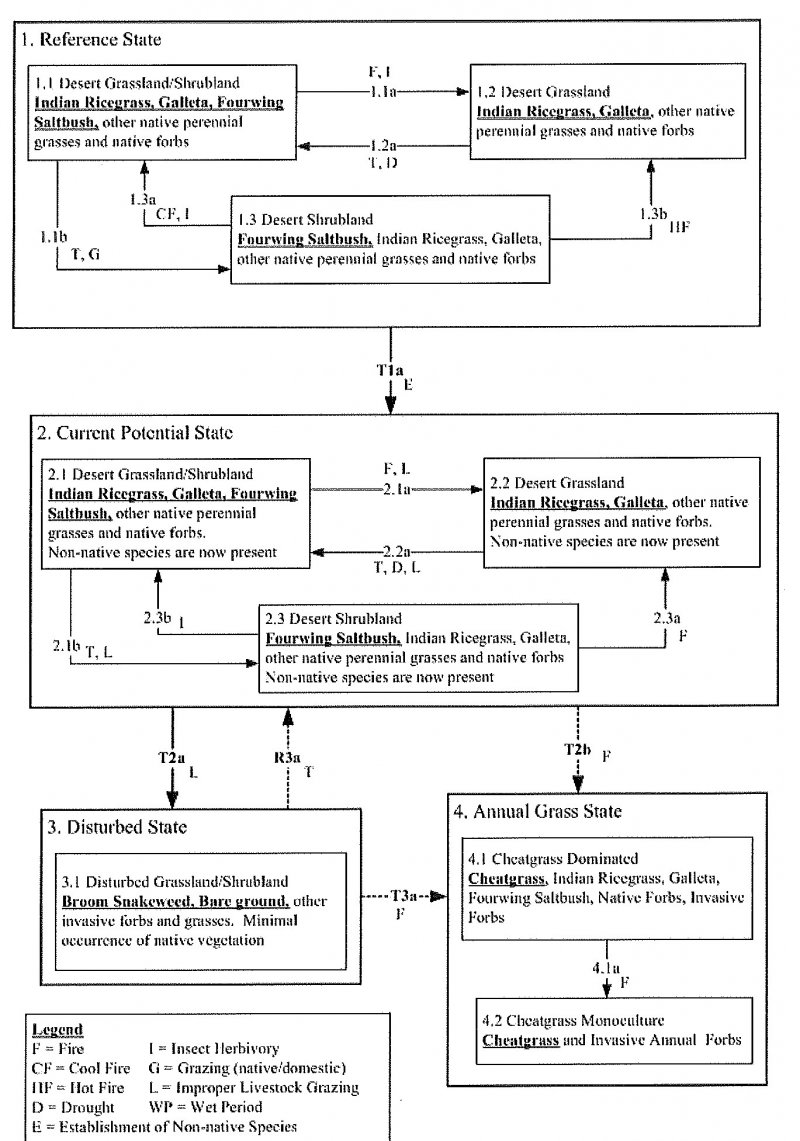 Model diagram