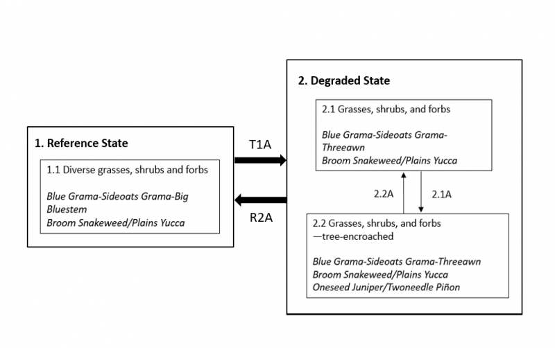 Model diagram