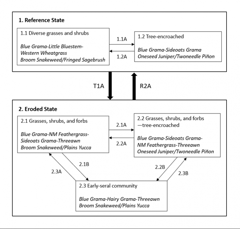 Model diagram