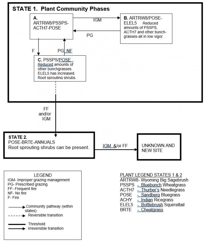Model diagram