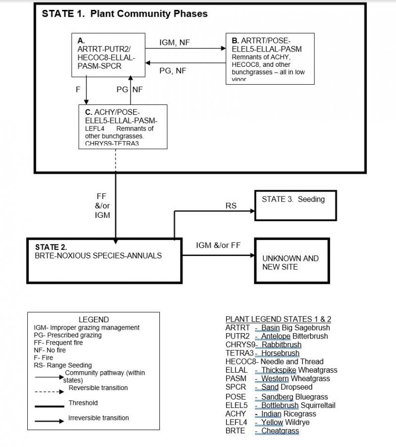 Model diagram