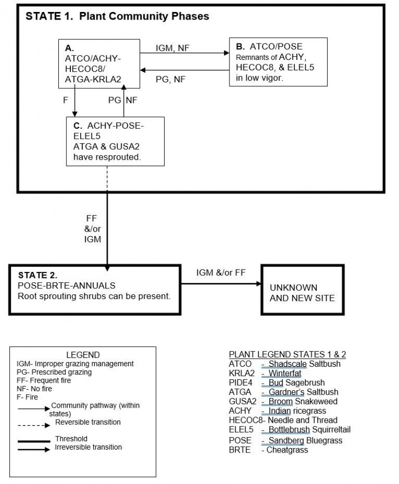Model diagram