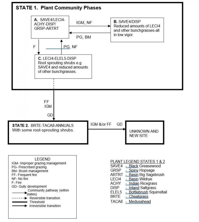 Model diagram