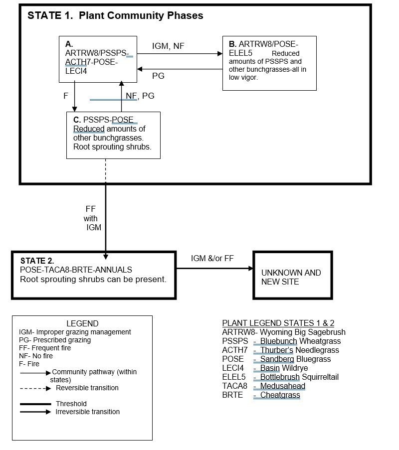 Model diagram