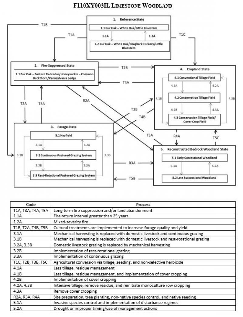 Model diagram