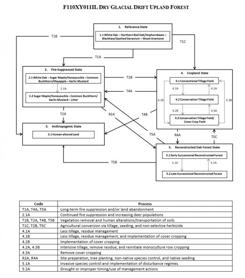 Model diagram