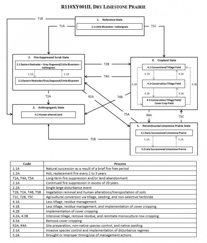 Model diagram