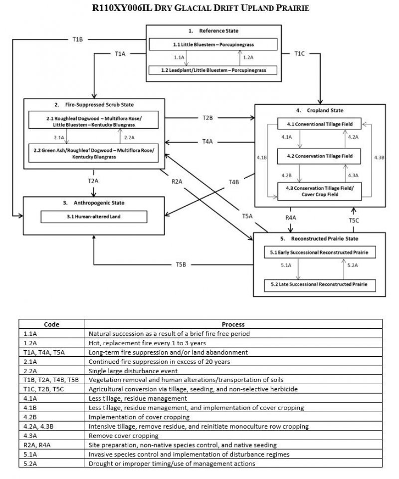 Model diagram